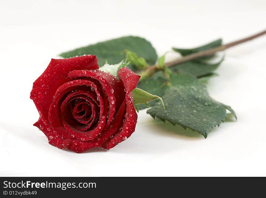 A picture of a wet rose on white. A picture of a wet rose on white