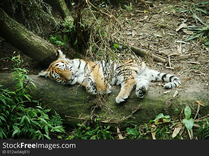 Tiger cub asleep