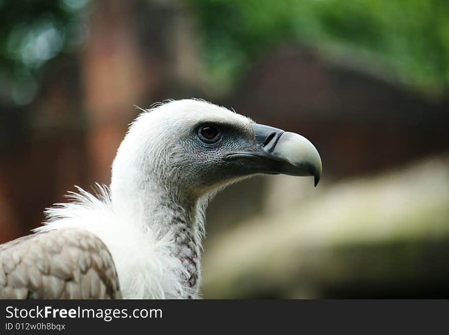 Vulture close-up