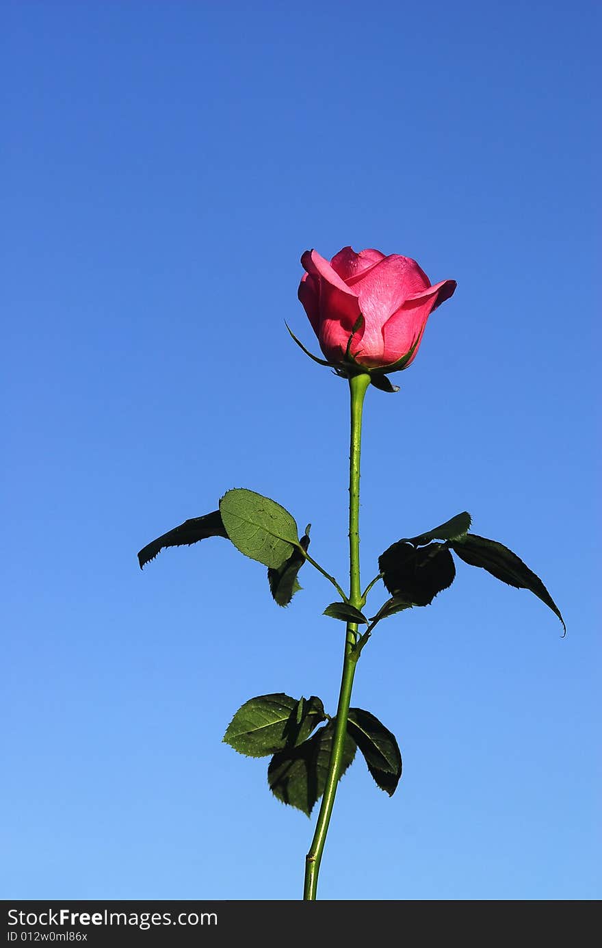 Beautiful rose under the blue sky