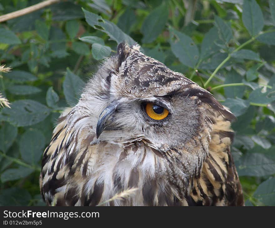 Portrait of the eagle-owl looking one eye