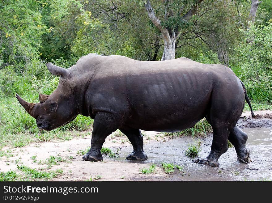 A rhino refreshing in a pond of the south african private park. A rhino refreshing in a pond of the south african private park