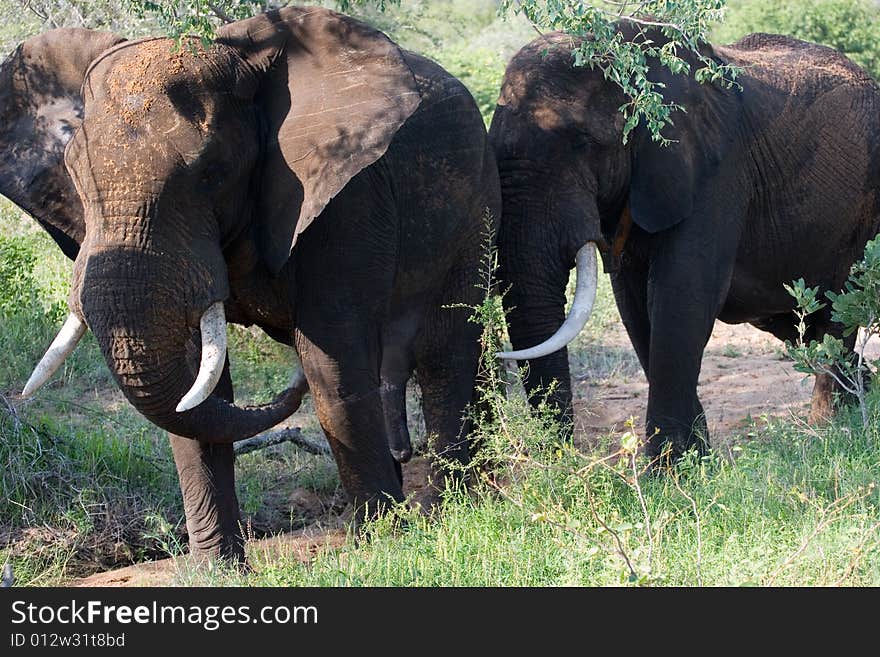 Elephants with treathening look in the timbvati private reserve in south africa. Elephants with treathening look in the timbvati private reserve in south africa