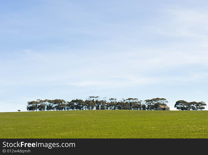 Green Winter fields with blue skies