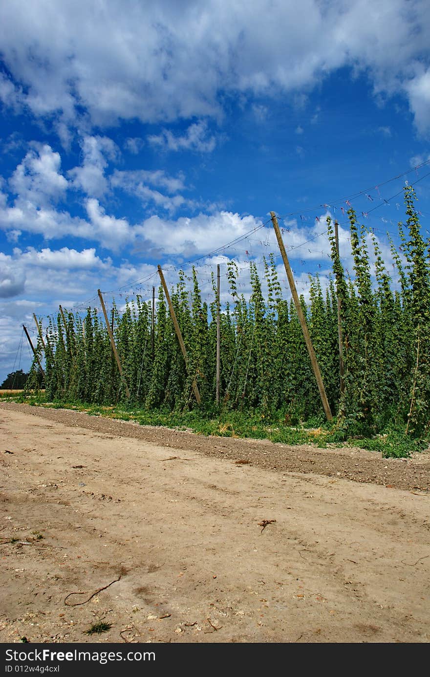 A photo of the hops farm in the Czech Republic. A photo of the hops farm in the Czech Republic.