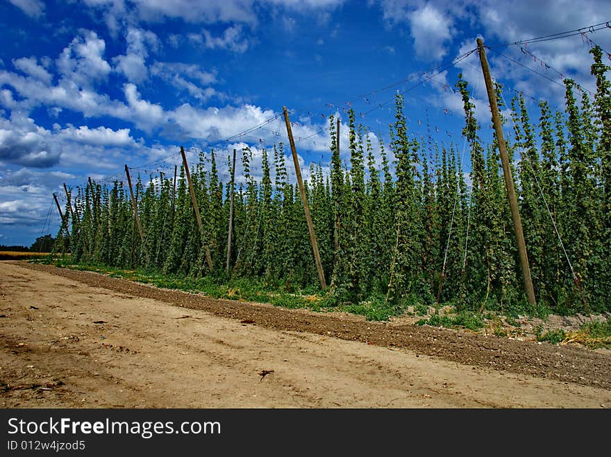 A photo of the hops farm in the Czech Republic. A photo of the hops farm in the Czech Republic.