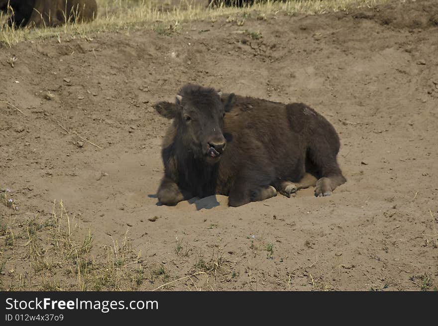 Baby Buffalo at Yellowstone National Park