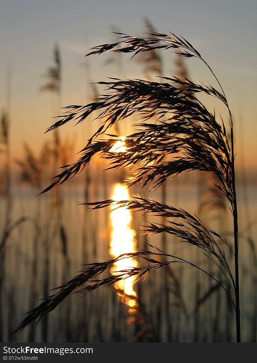 Grass on a Lakeshore