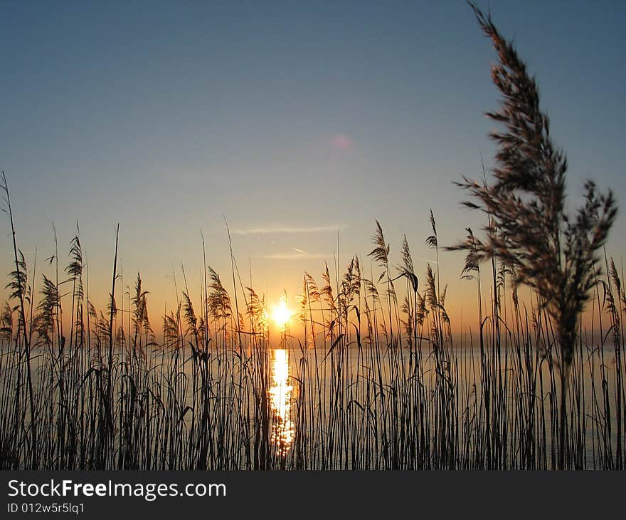 Grass on a lake shore