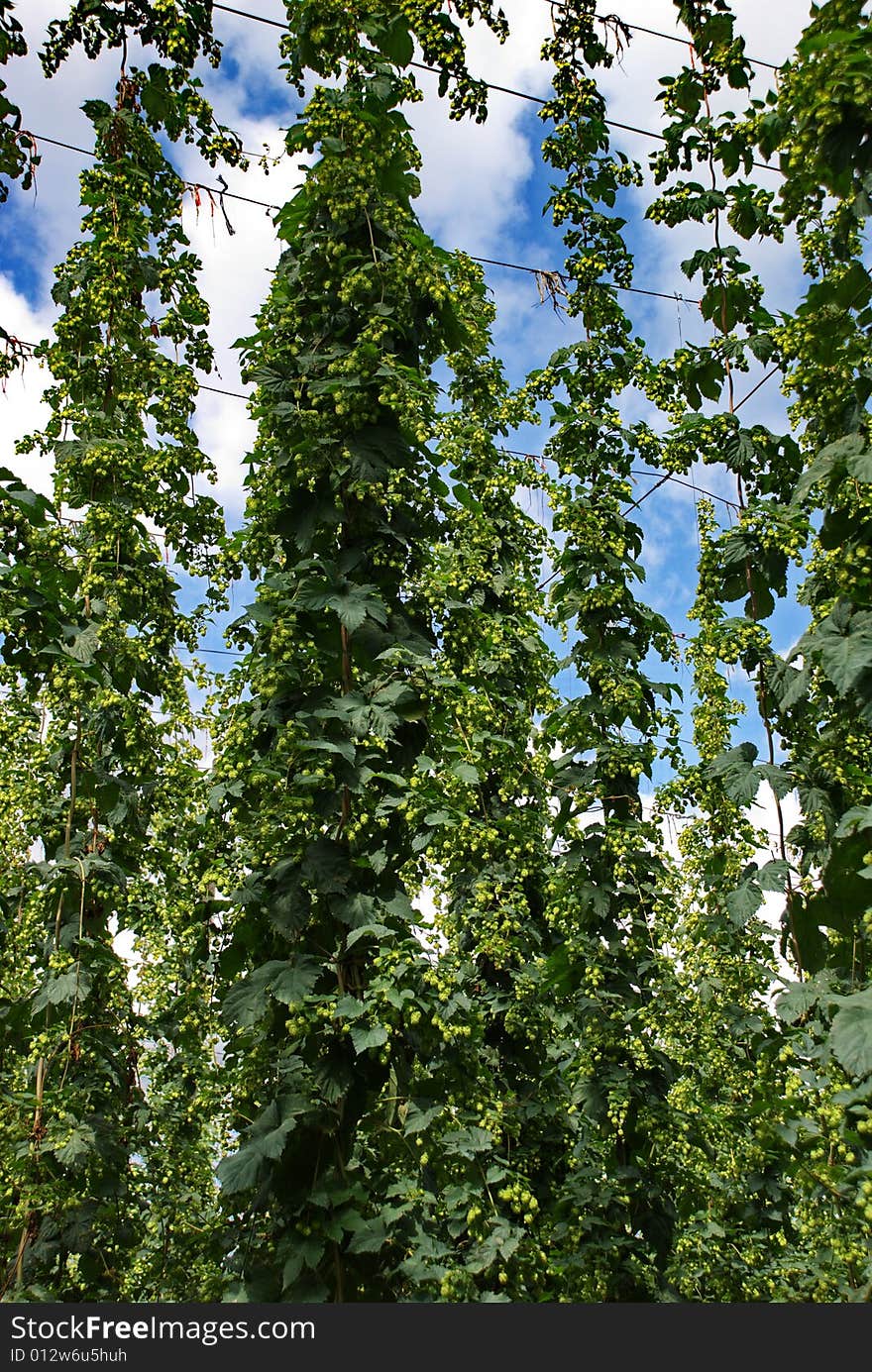 A photo of the hops farm in the Czech Republic. A photo of the hops farm in the Czech Republic.