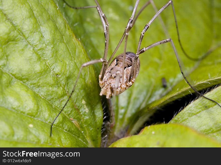 Closeup of harvestman