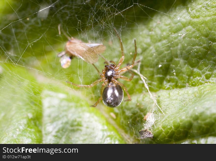 Closeup of spider with recently caught fly