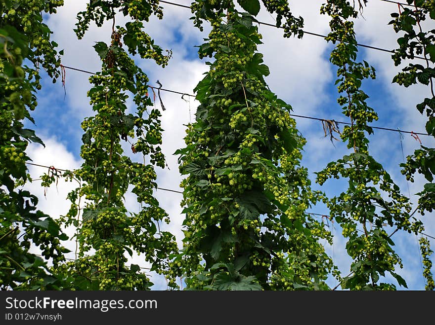 A photo of the hops farm in the Czech Republic. A photo of the hops farm in the Czech Republic.