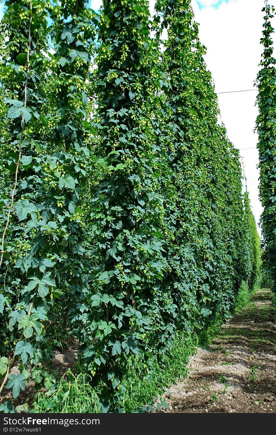 A photo of the hops farm in the Czech Republic. A photo of the hops farm in the Czech Republic.