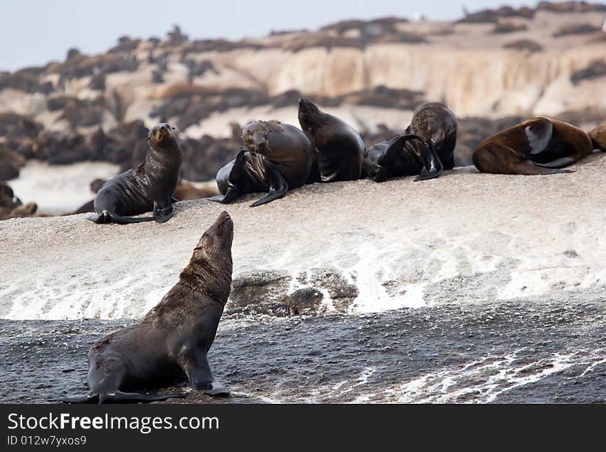 Seal Island