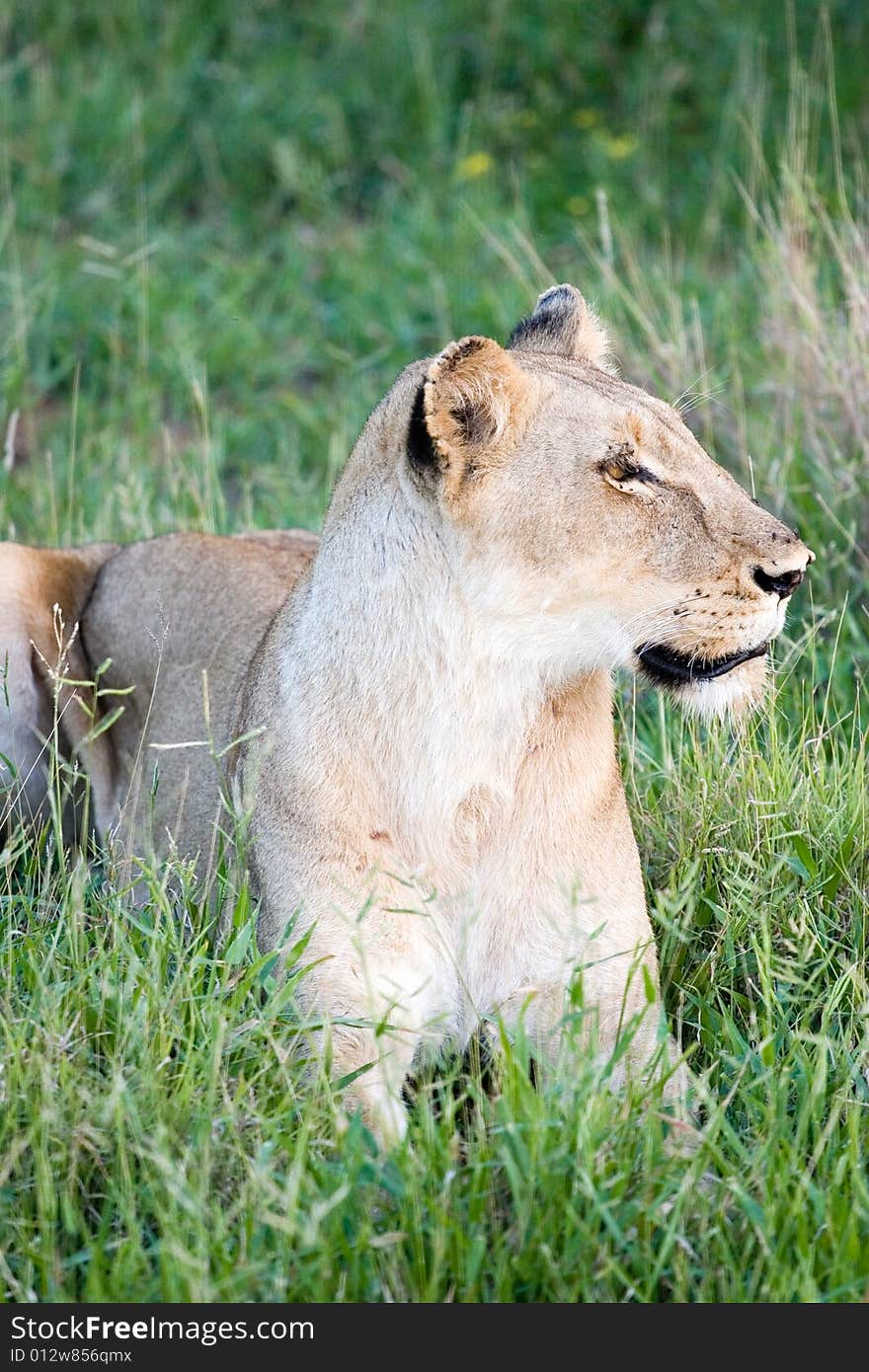 A lioness waitin the pray in the kruger park. A lioness waitin the pray in the kruger park