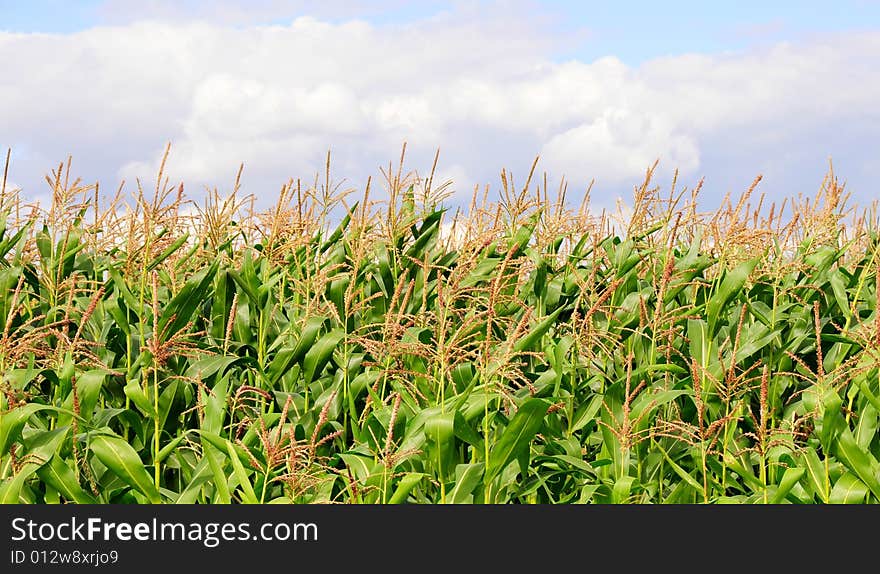 Crops