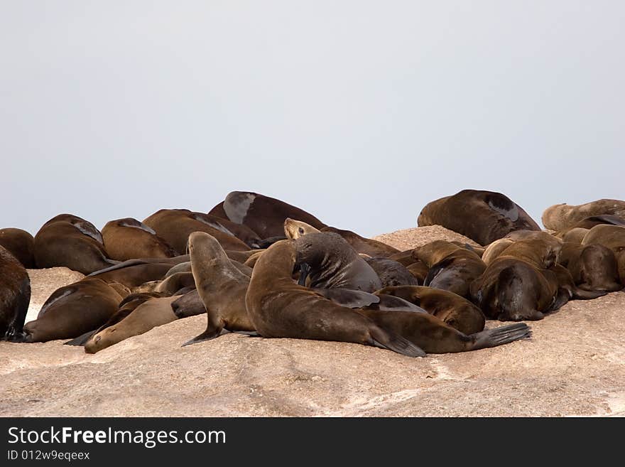 Seal island