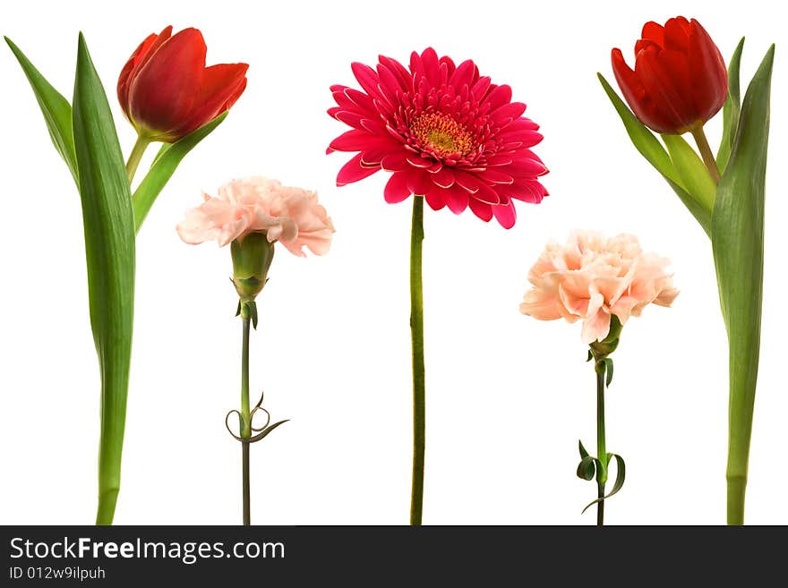 Beautiful fresh flowers on a white background. Beautiful fresh flowers on a white background