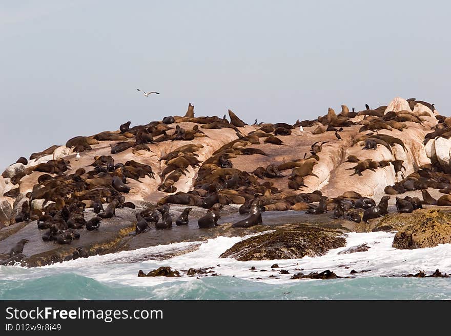 Seal island