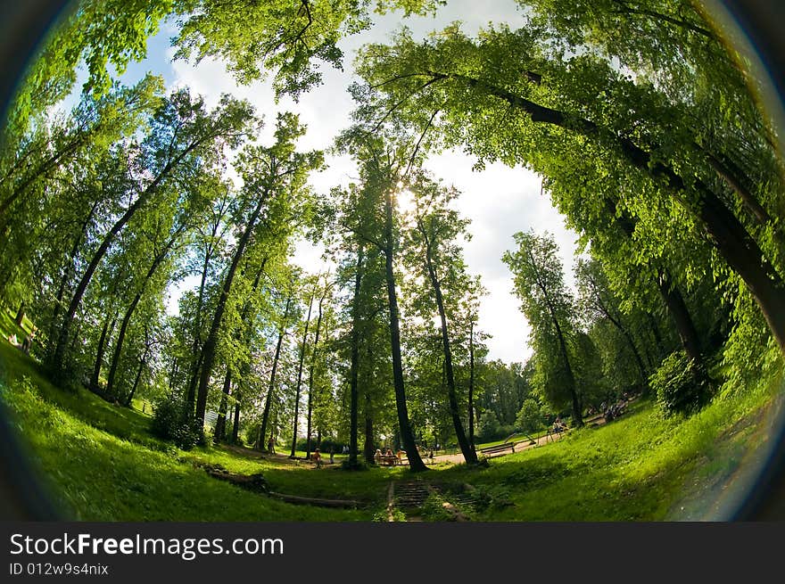 Forest lawn view at Moscow, Russia