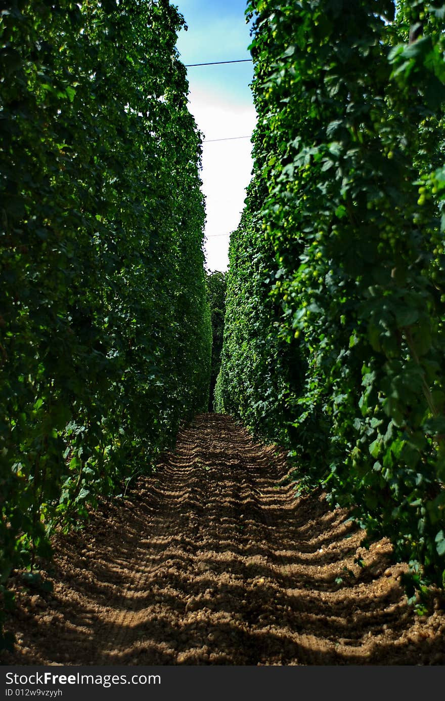 A photo of the hops farm in the Czech Republic. A photo of the hops farm in the Czech Republic.