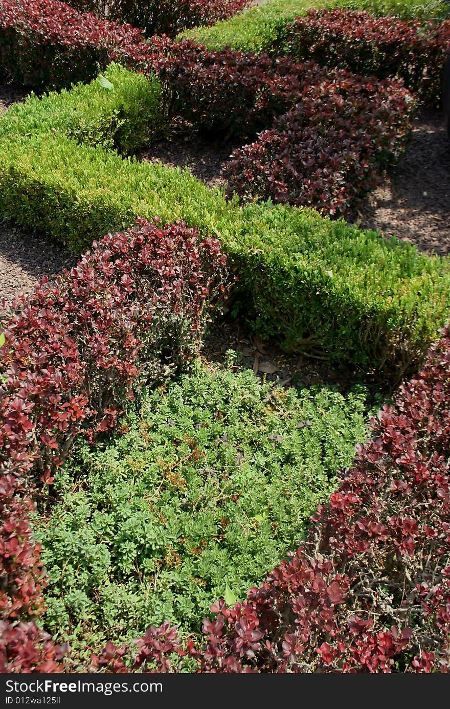 A shot of alternating purple and green bushes crisscrossing through each other, with a patch of different shrubbery in the center . A shot of alternating purple and green bushes crisscrossing through each other, with a patch of different shrubbery in the center