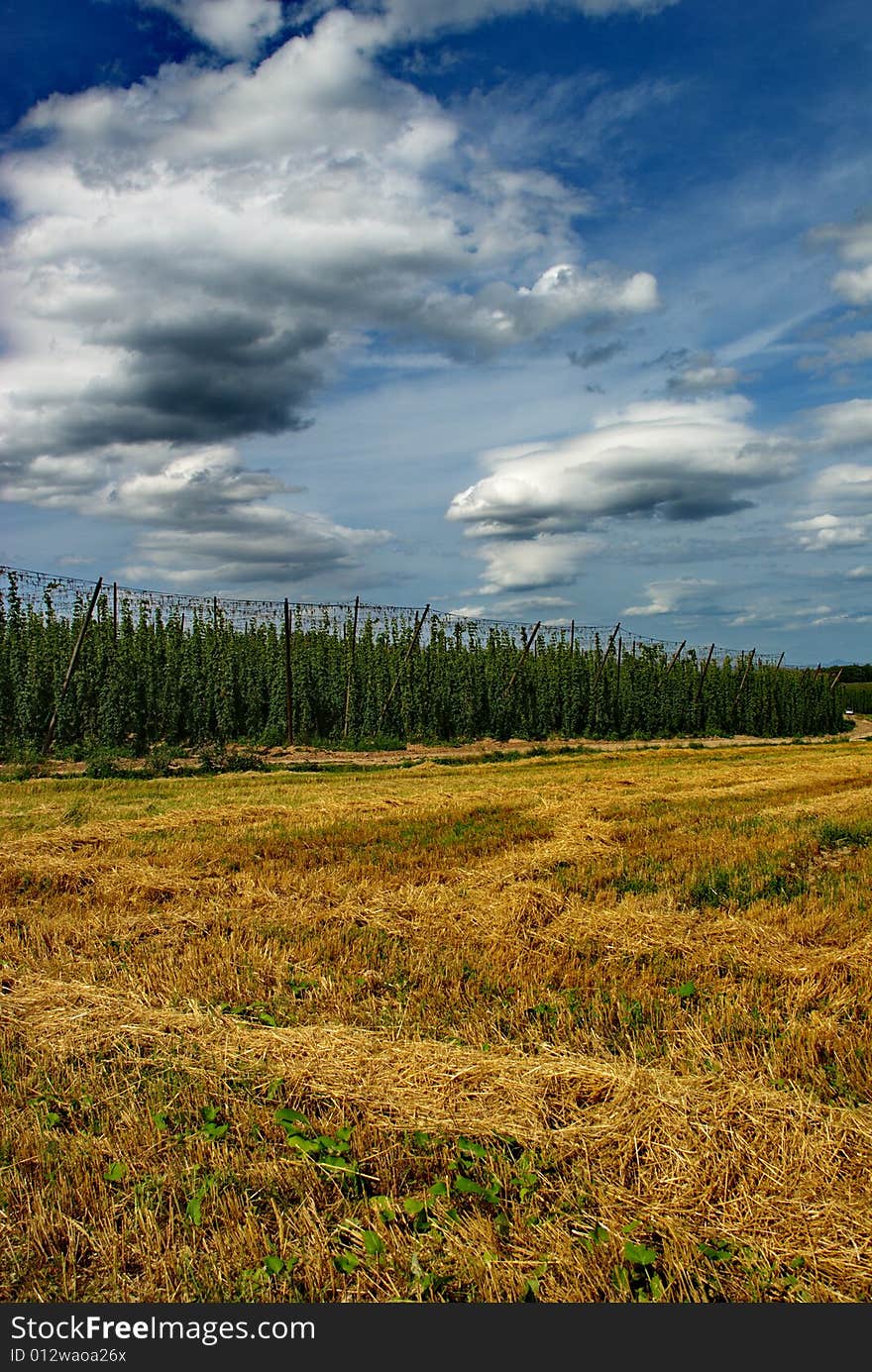 A photo of the hops farm in the Czech Republic. A photo of the hops farm in the Czech Republic.