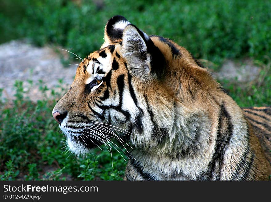 Portrait of a tiger green background