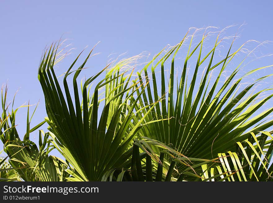 Green date palm leaves in the wind against a background of blue sky