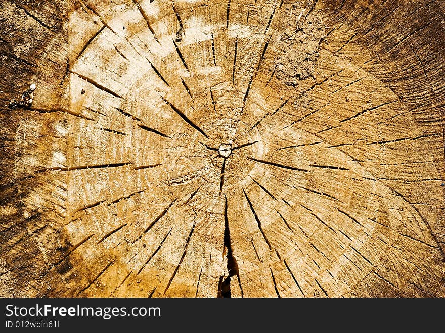 A background shot showing the texture and lines of a cut log. A background shot showing the texture and lines of a cut log