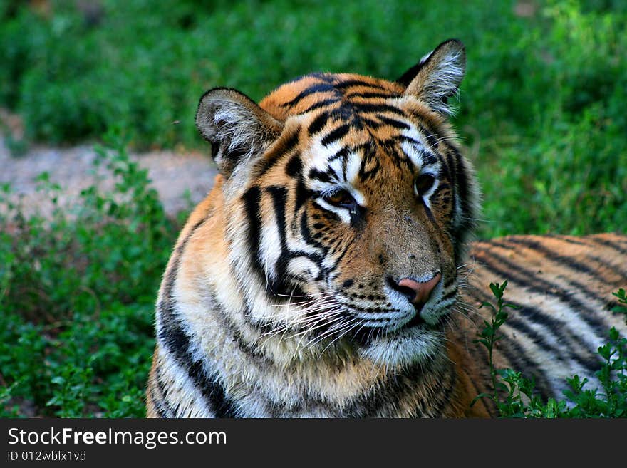 Portrait of a tiger green background