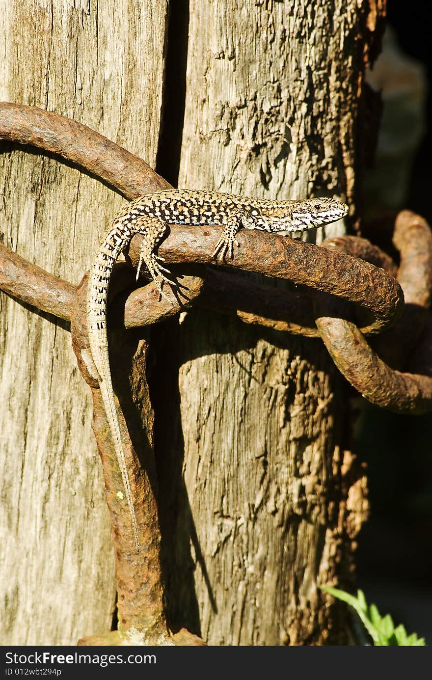 A macro shot of a lizard basking in the sun on an old chain. A macro shot of a lizard basking in the sun on an old chain