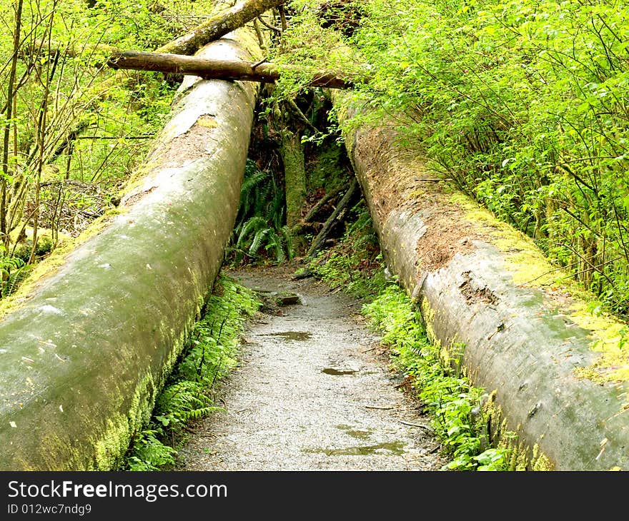 Big trees follen along walking path in rain forest. Big trees follen along walking path in rain forest