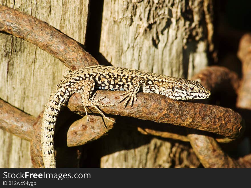 A macro shot of a lizard basking in the sun on an old chain. A macro shot of a lizard basking in the sun on an old chain