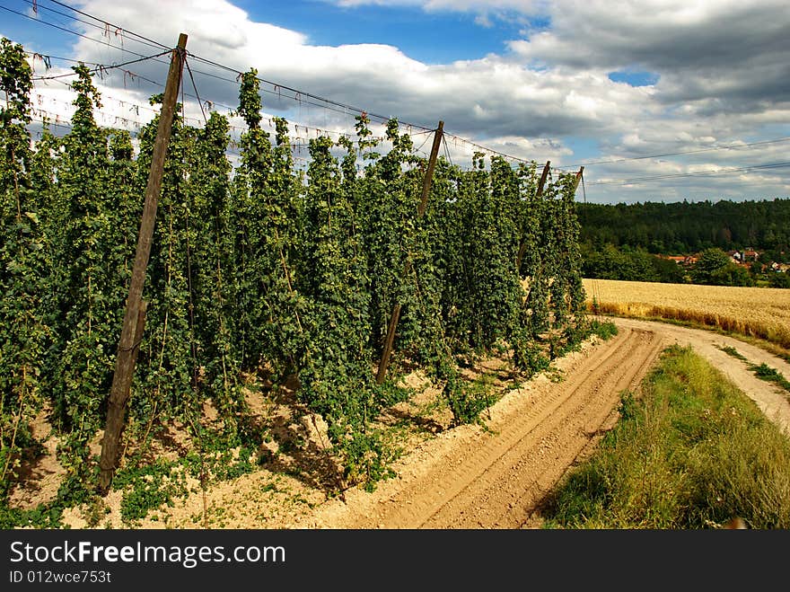 A photo of the hops farm in the Czech Republic. A photo of the hops farm in the Czech Republic.