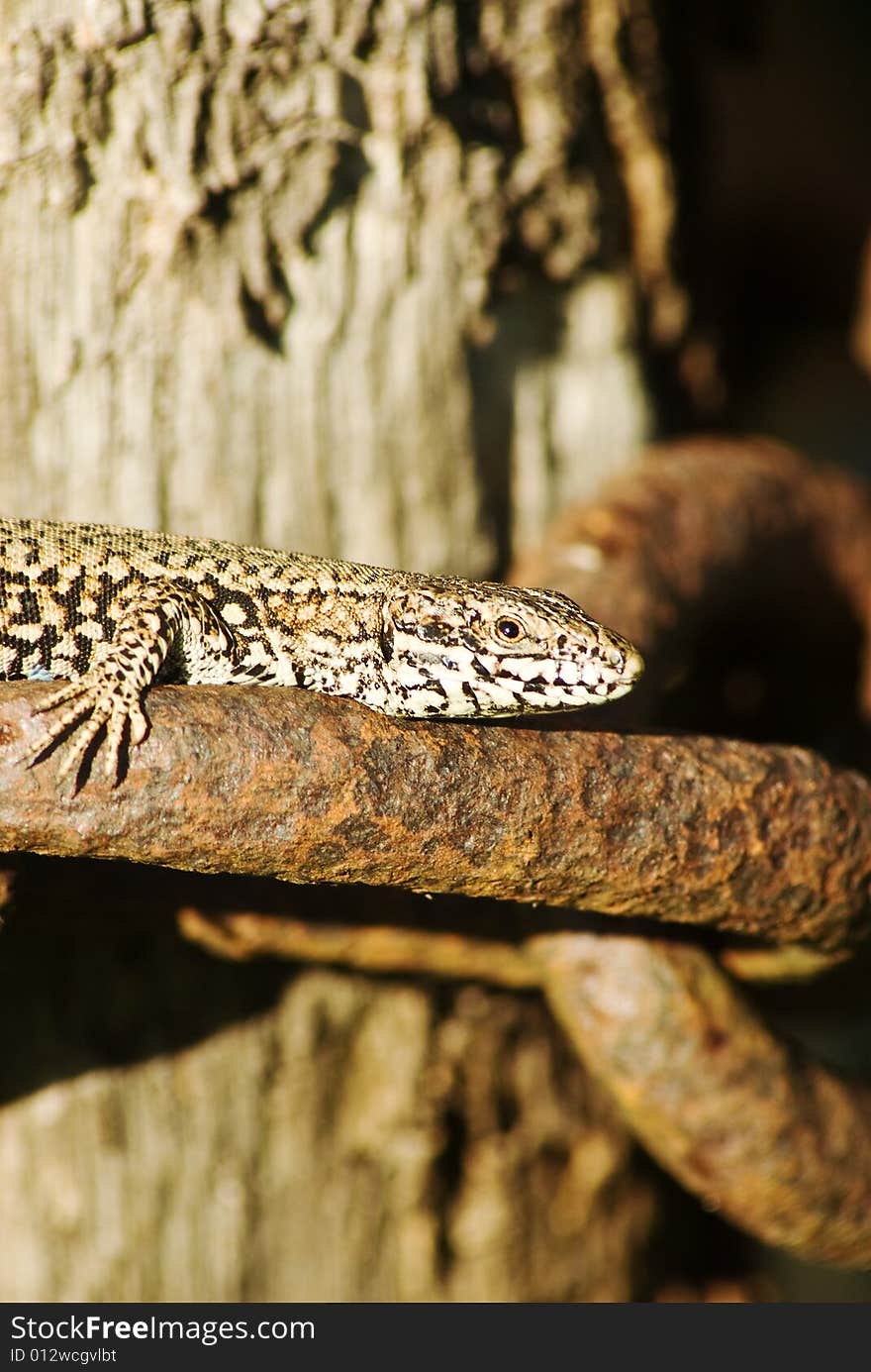 A macro shot of a lizard basking in the sun on an old chain. A macro shot of a lizard basking in the sun on an old chain