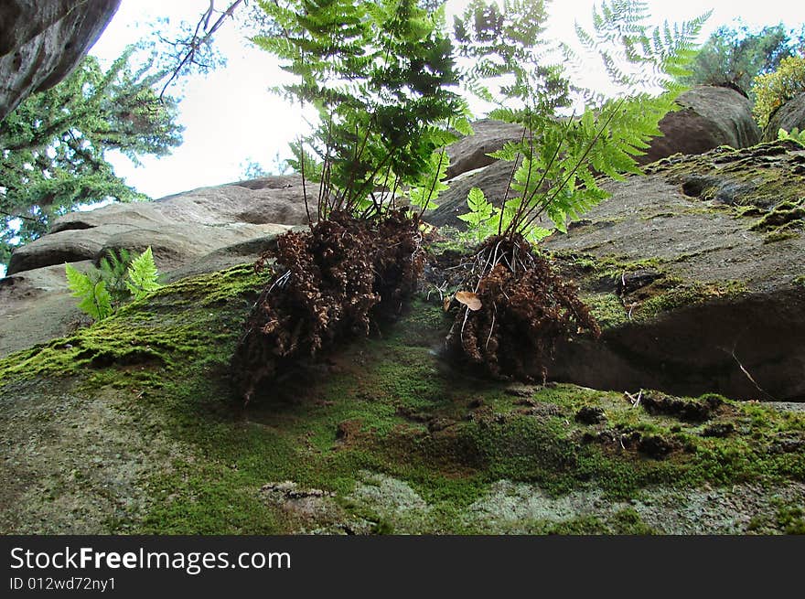 Nature and rock in the stone city