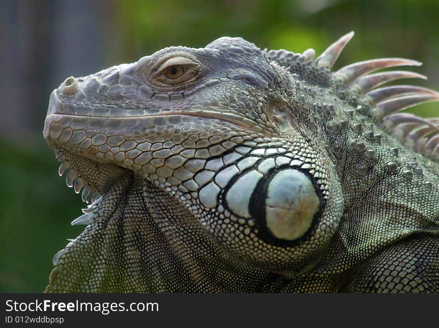 Iguana portrait