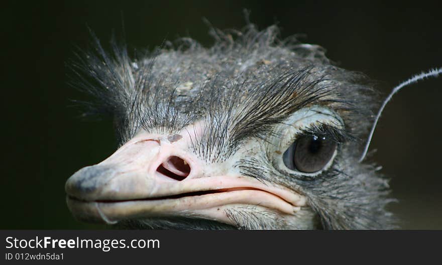 Close up / portrait of an ostrich