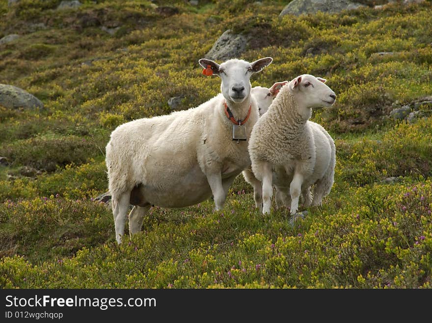 Nordic sheep in Jotunheimen mountain range