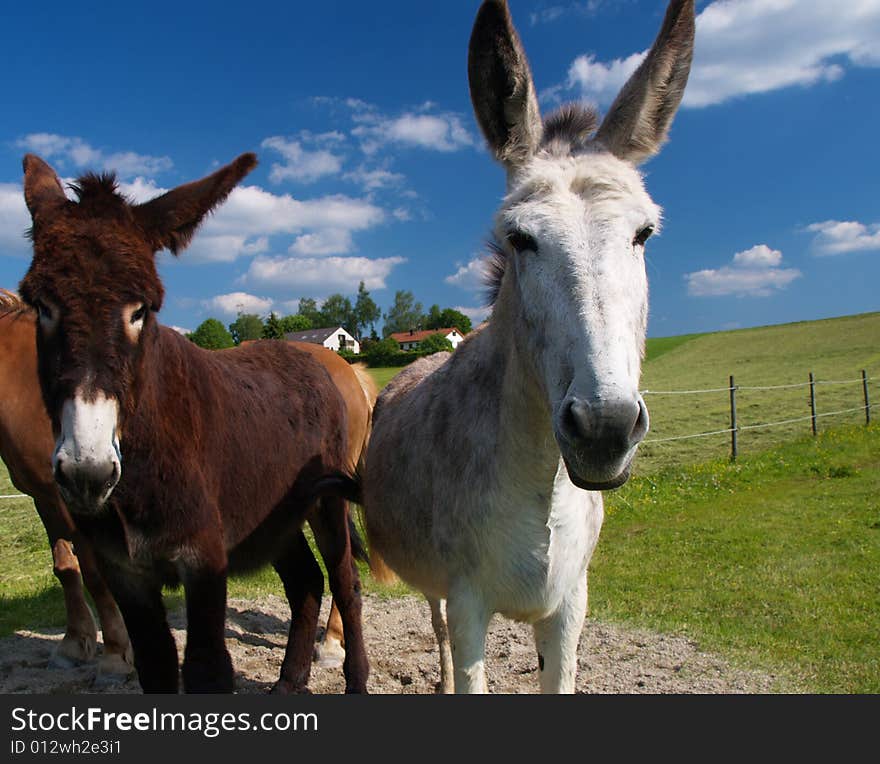 Donkey on farmland under blue sky in Bavaria. Donkey on farmland under blue sky in Bavaria