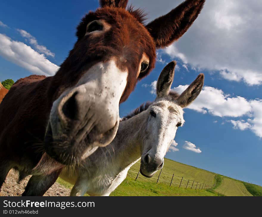 Donkeys under blue sky on a famr in Bavaria. Donkeys under blue sky on a famr in Bavaria