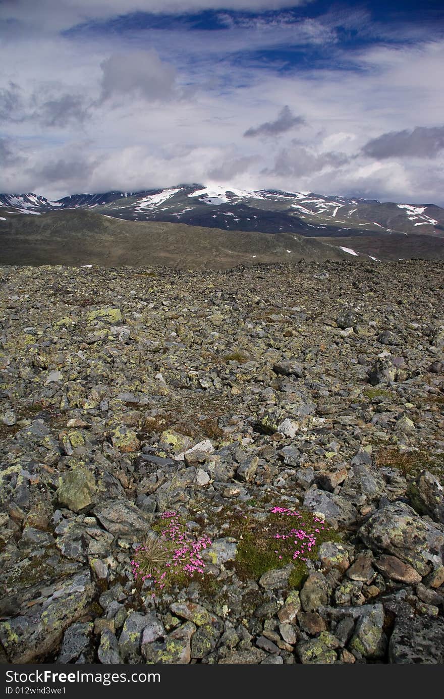 Jotunheimen landscape on sunny day with dramatic clouds and alpine plants in foreground. Jotunheimen landscape on sunny day with dramatic clouds and alpine plants in foreground