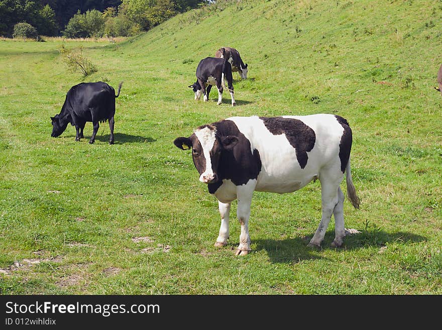 Cows