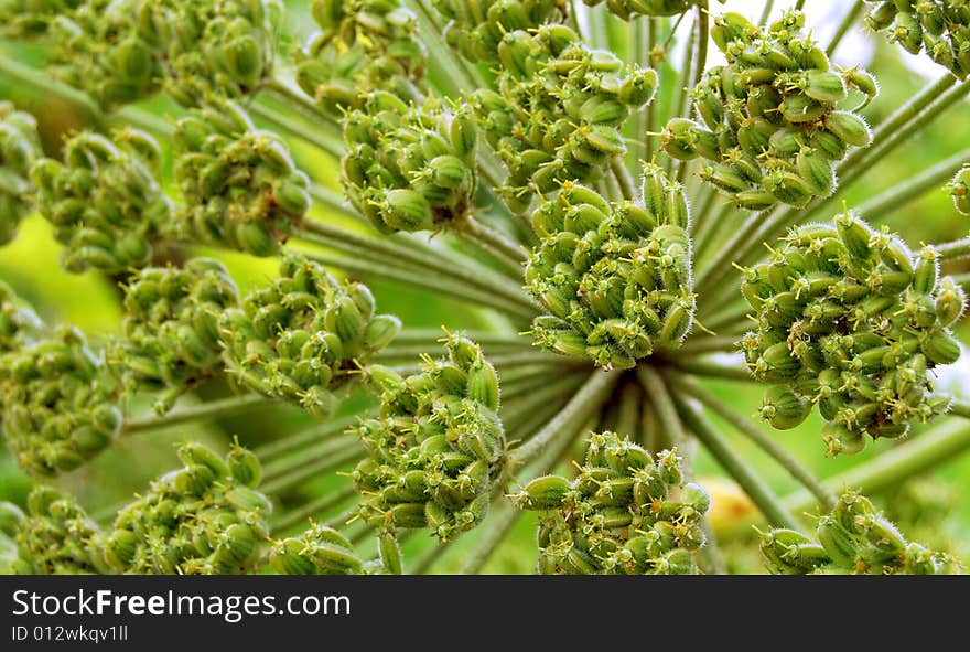 Inflorescence