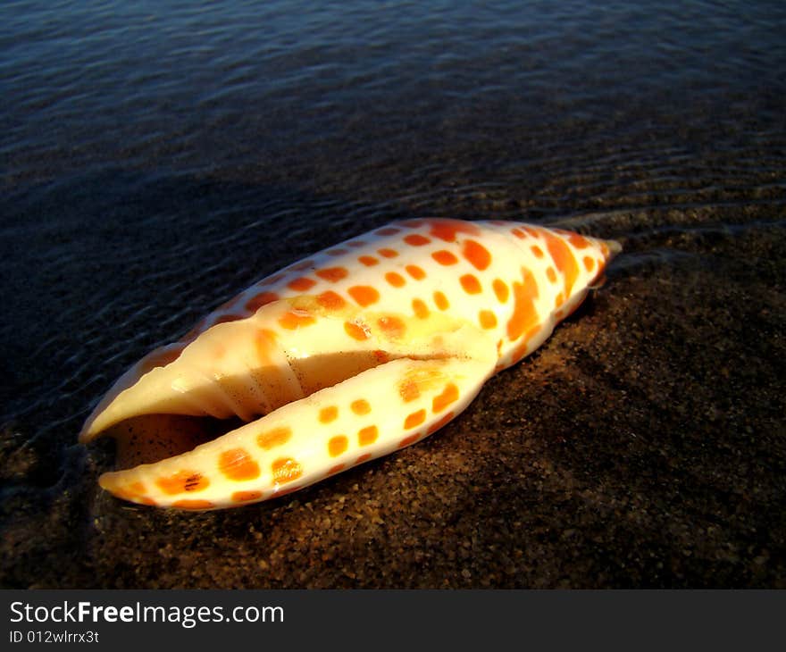 White and orange spotted seashell in sea shallow water