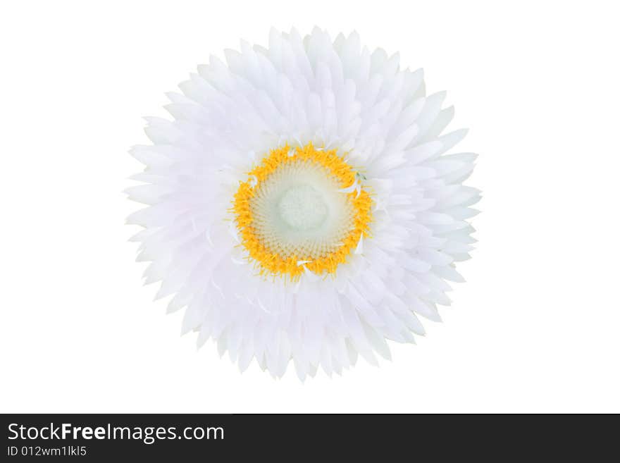 Flower isolated on white background. Flower isolated on white background.