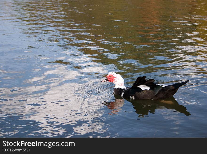 A muscovy duck floating on a beautiful pond. A muscovy duck floating on a beautiful pond