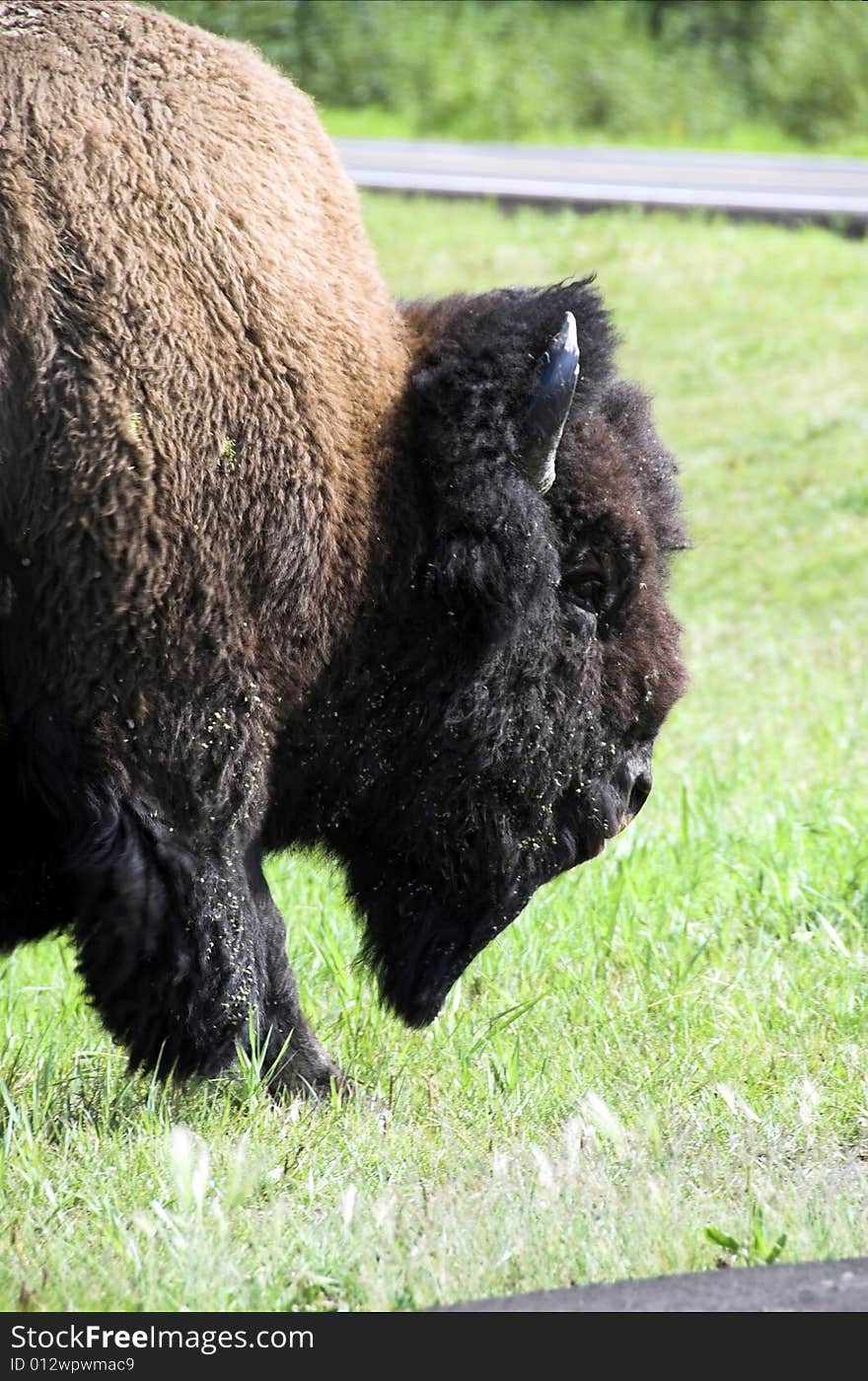 Wild bison (buffalo) wandering in meadowland in spring, elk island national park, alberta, canada. Wild bison (buffalo) wandering in meadowland in spring, elk island national park, alberta, canada